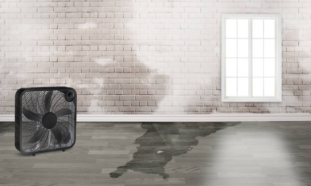Best Basement water damage restoration  in New Providence, NJ